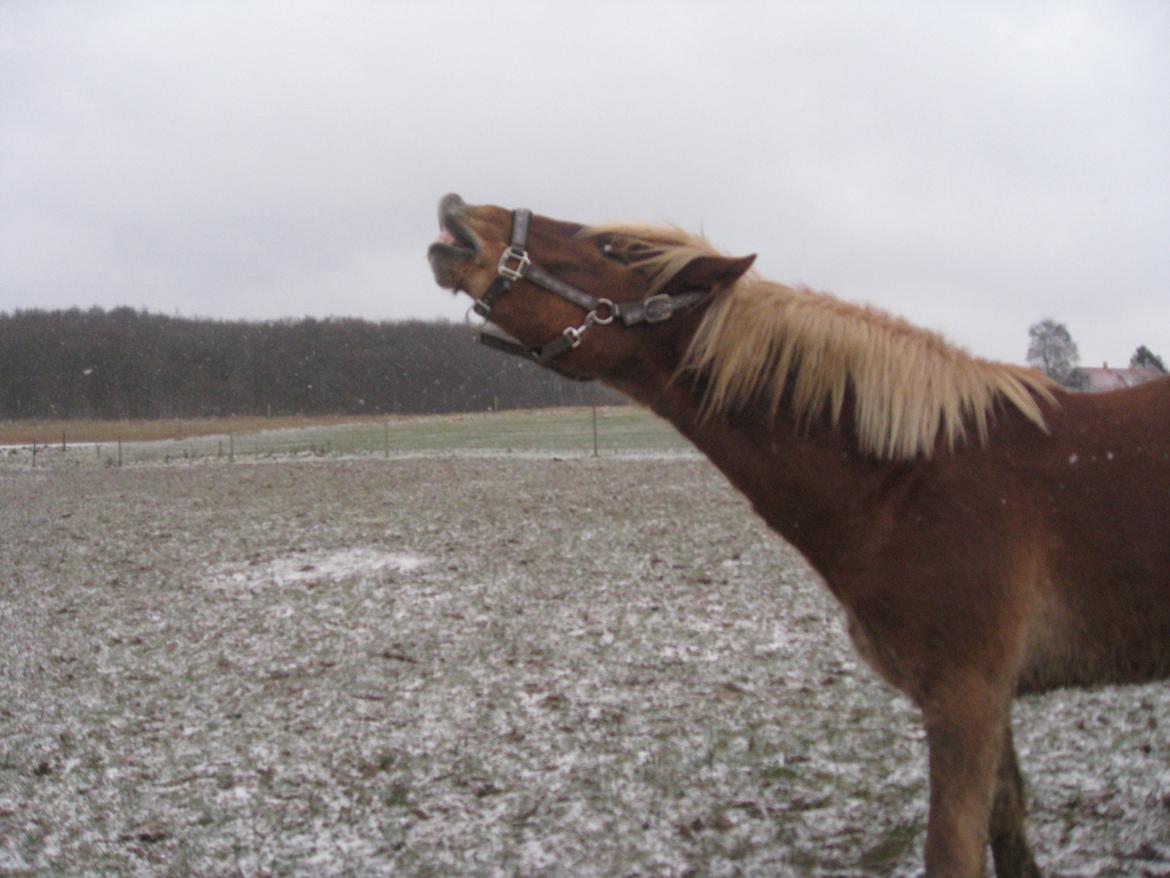 Welsh Cob (sec D) Mr. Roy - Det lugter altså sjovt! billede 11