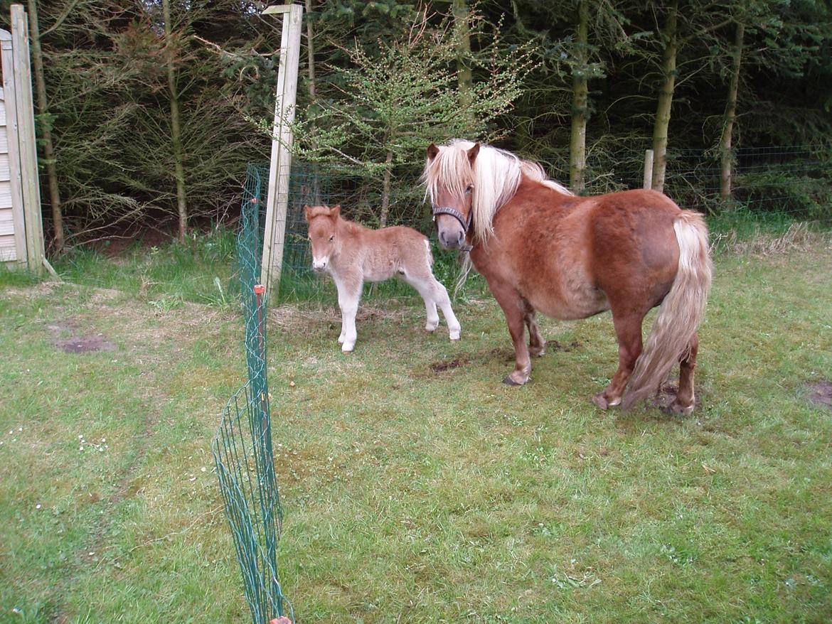 Shetlænder Nelli Hagenstrup - Nelli og hendes føl Buller billede 8