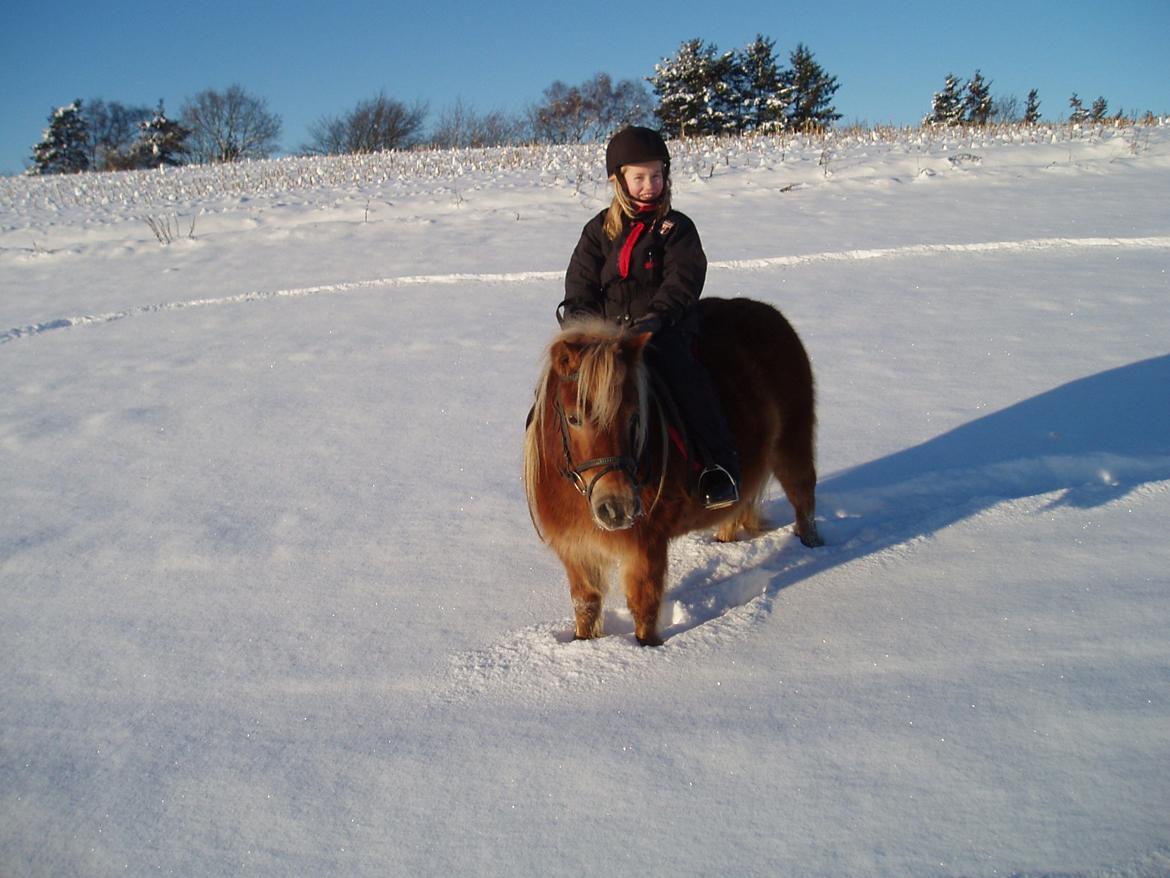 Shetlænder Nelli Hagenstrup billede 9