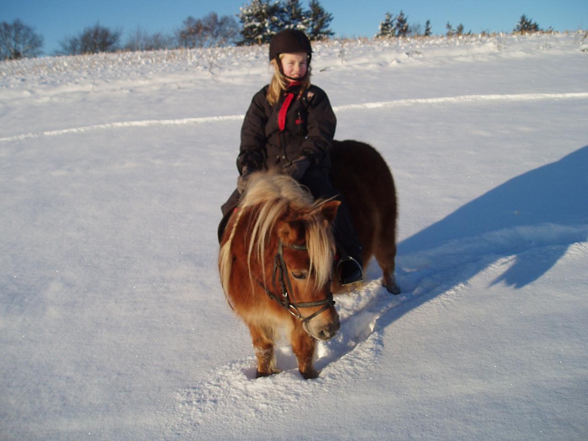 Shetlænder Nelli Hagenstrup billede 10
