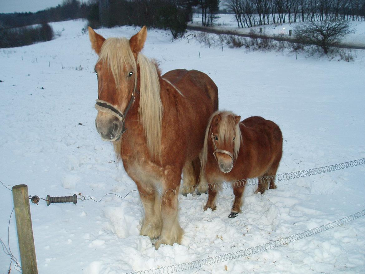 Shetlænder Nelli Hagenstrup billede 11