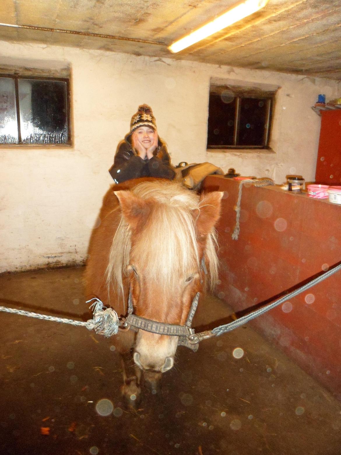 Shetlænder Nelli Hagenstrup billede 6