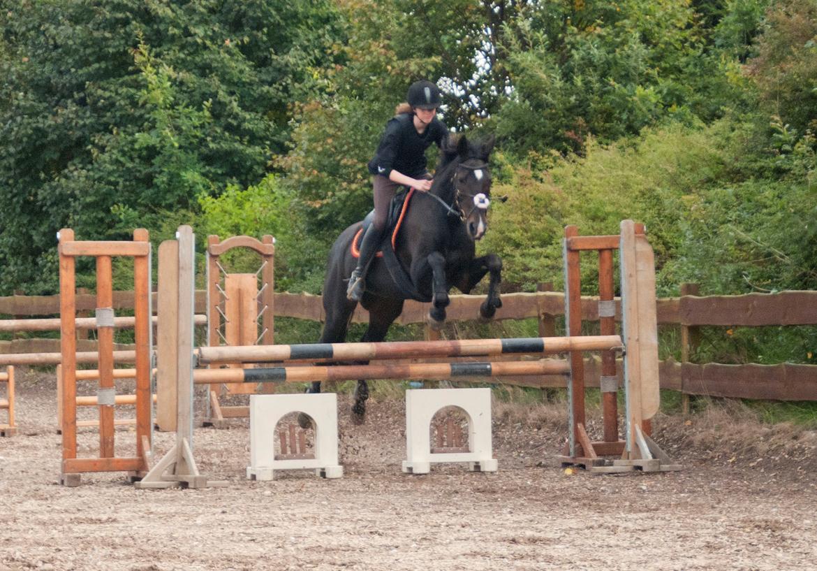 Fuldblod (XX) La Corona - September 2011. billede 2