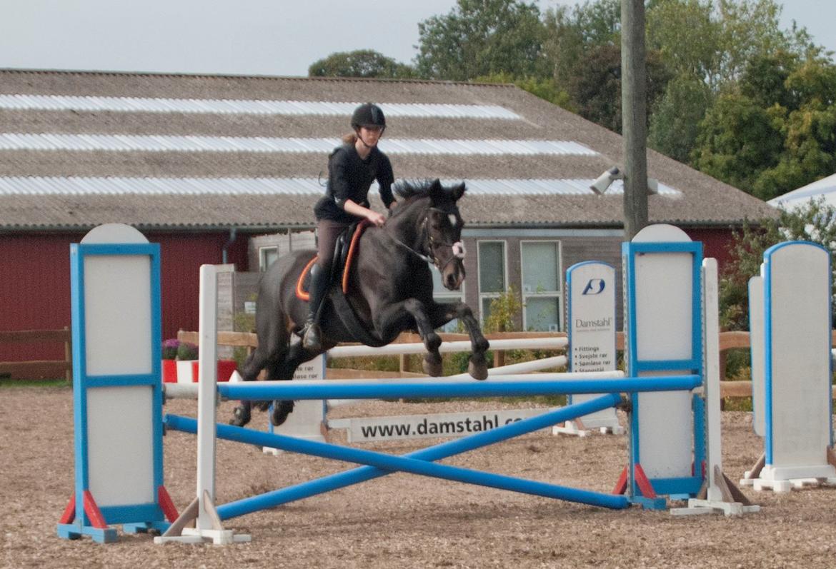 Fuldblod (XX) La Corona - September 2011. billede 14