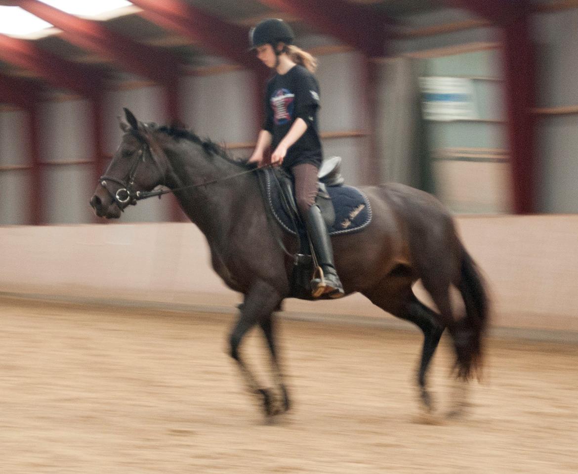 Fuldblod (XX) Staghøjgårds La Rochelle - September 2011 - lige tilredet. billede 7