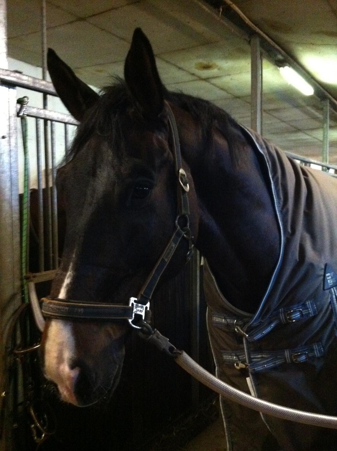 Polsk Varmblod Hatilio billede 5