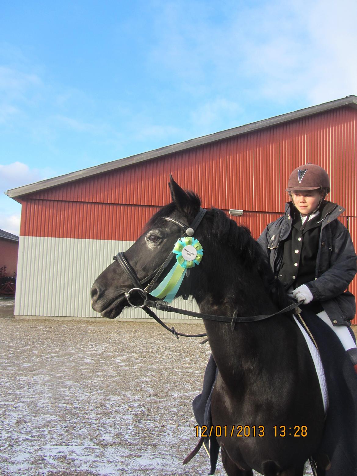 DSP Maxim - Ponyen der gør mig glad - <3 - Træningsstævne på Møllegården. Januar 2013 billede 18
