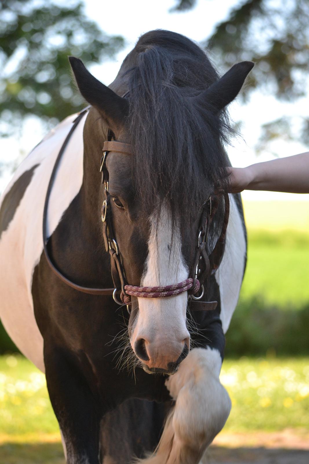 Irish Cob Troelsgaardens Sir Simon De Cantervill - 8. Smukke dreng!<3 billede 8