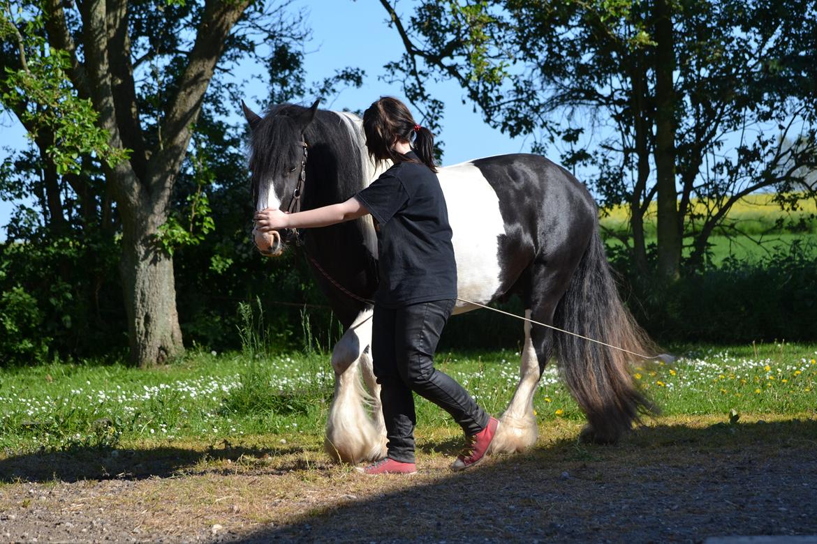 Irish Cob Troelsgaardens Sir Simon De Cantervill - 9. Træning billede 9