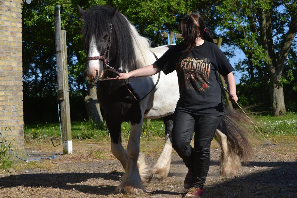 Irish Cob Troelsgaardens Sir Simon De Cantervill - 11. Træning 2012 billede 11