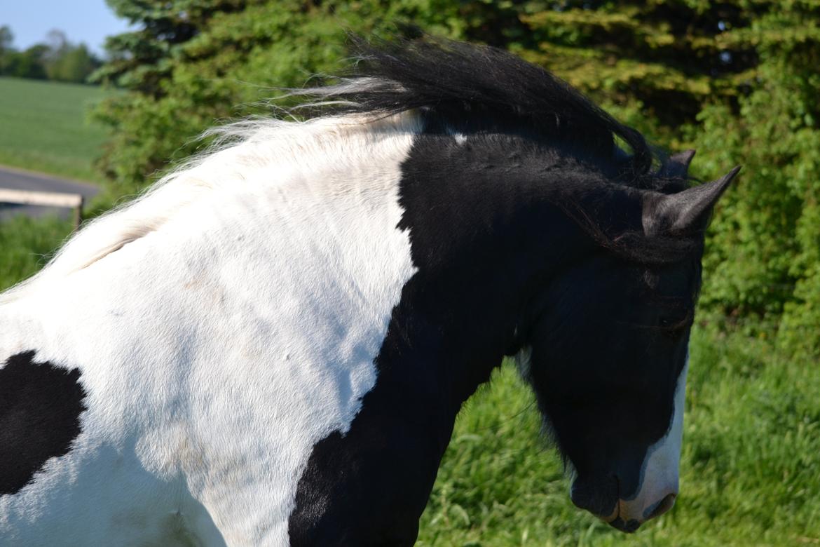 Irish Cob Troelsgaardens Sir Simon De Cantervill - 12. Hans virkerlig lækre hals billede 12