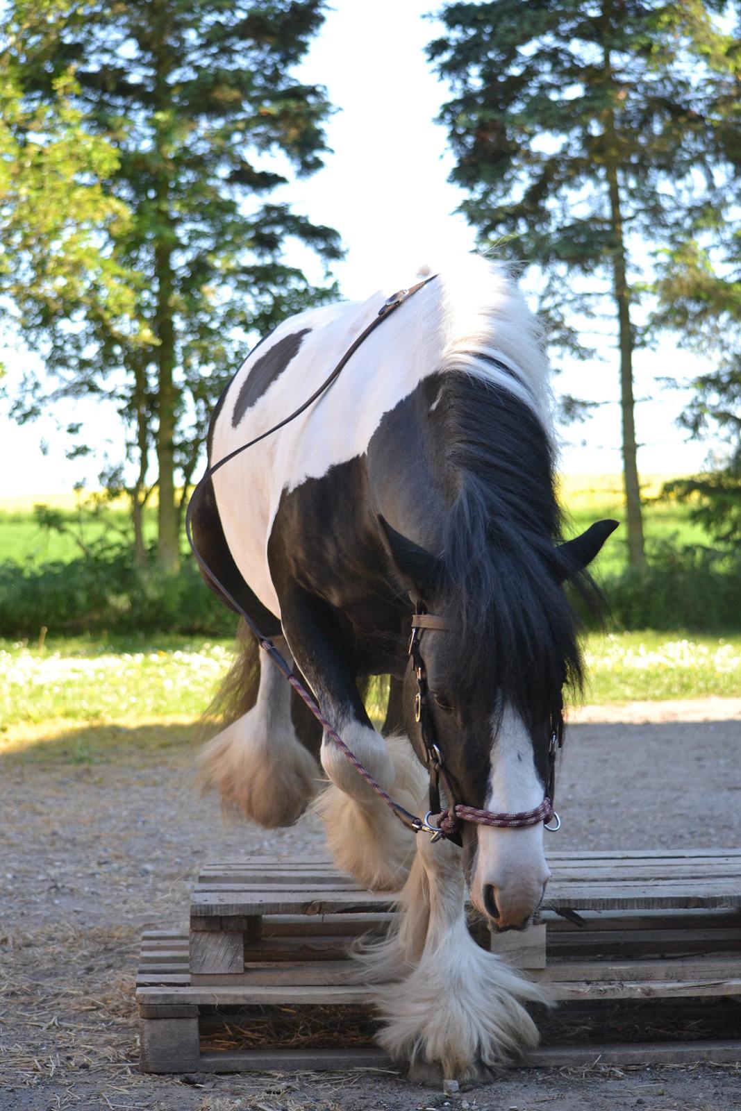 Irish Cob Troelsgaardens Sir Simon De Cantervill - 10. Øhm ja  billede 10