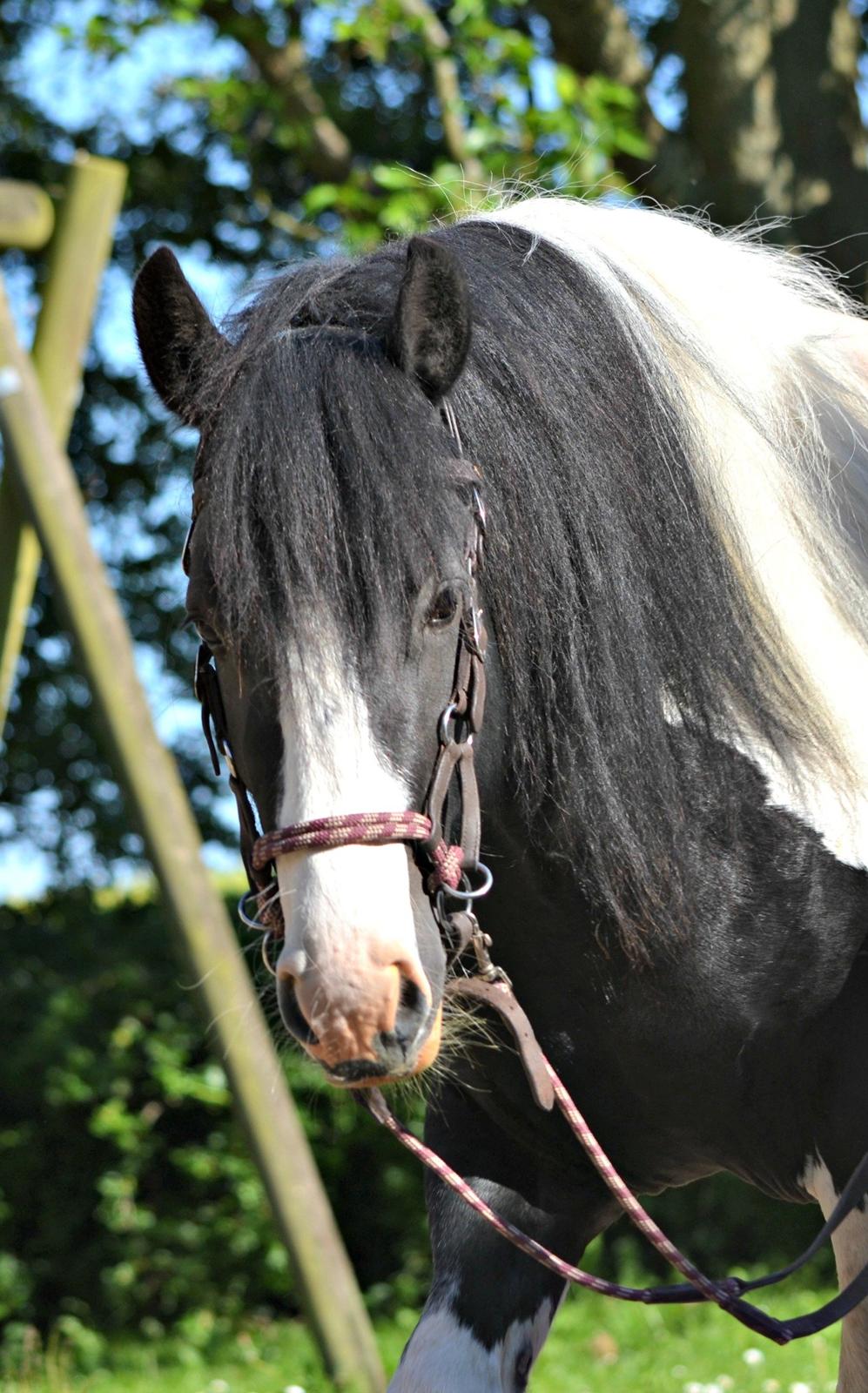 Irish Cob Troelsgaardens Sir Simon De Cantervill - 13. <3 billede 13