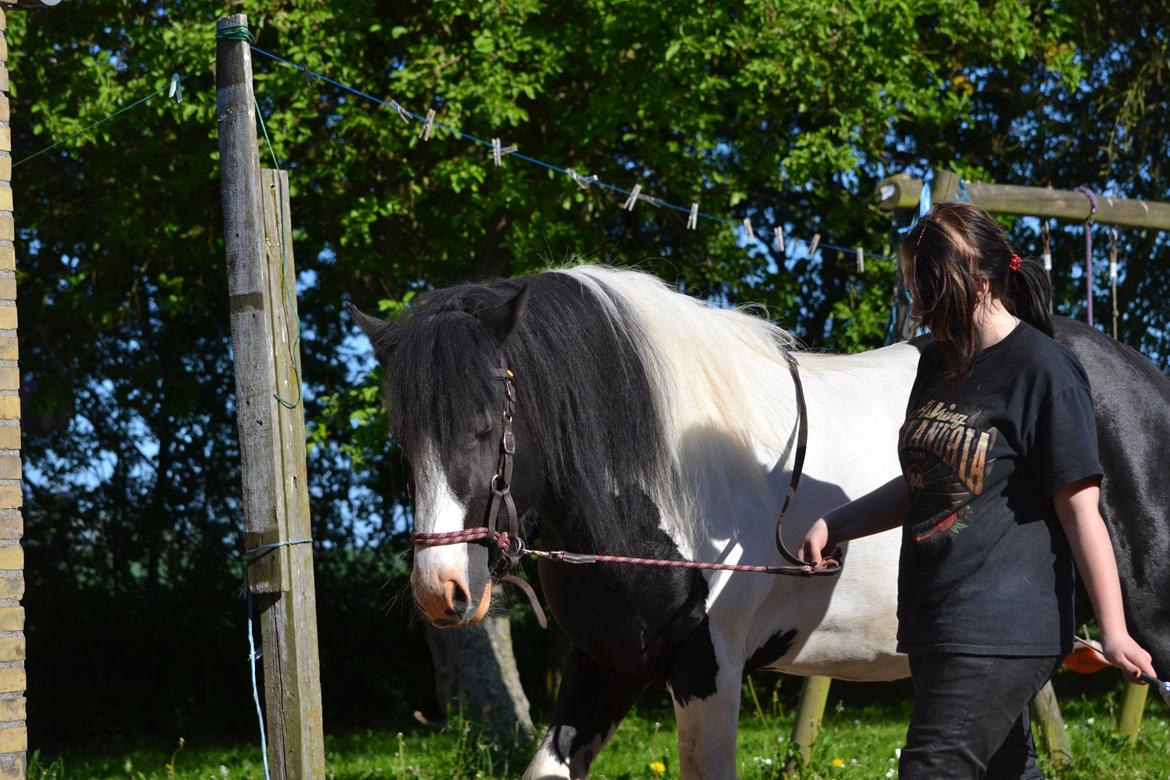 Irish Cob Troelsgaardens Sir Simon De Cantervill - 15. Træning 2012 billede 15