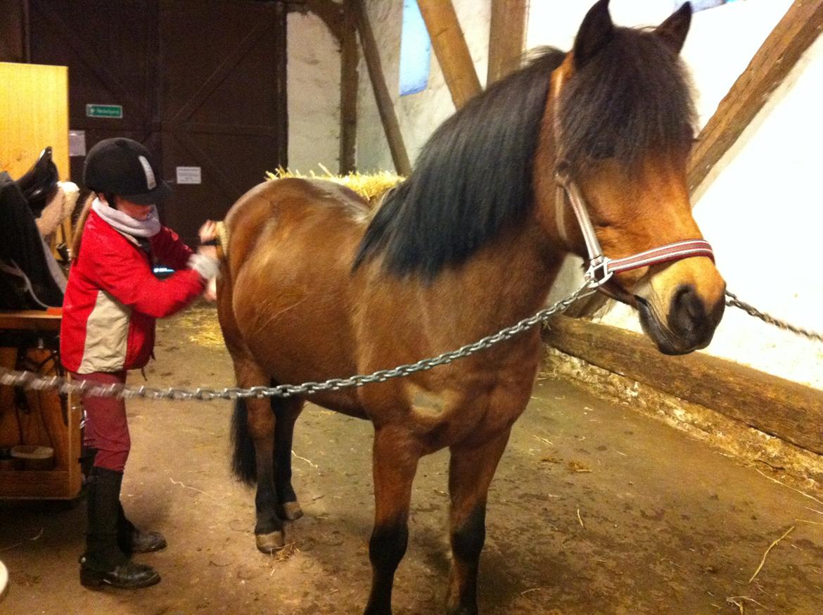 Anden særlig race Freja billede 3