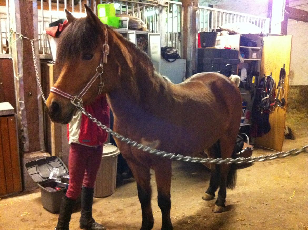 Anden særlig race Freja billede 4