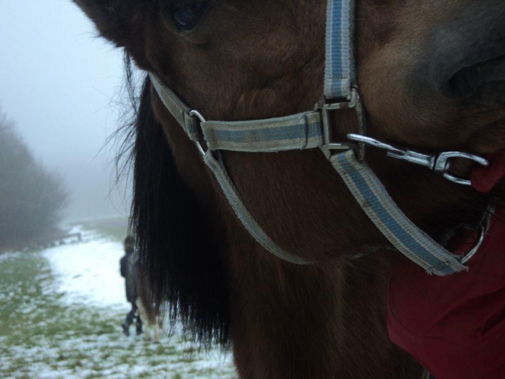 Anden særlig race Freja billede 5