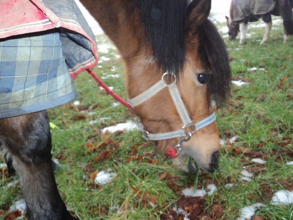Anden særlig race Freja billede 6