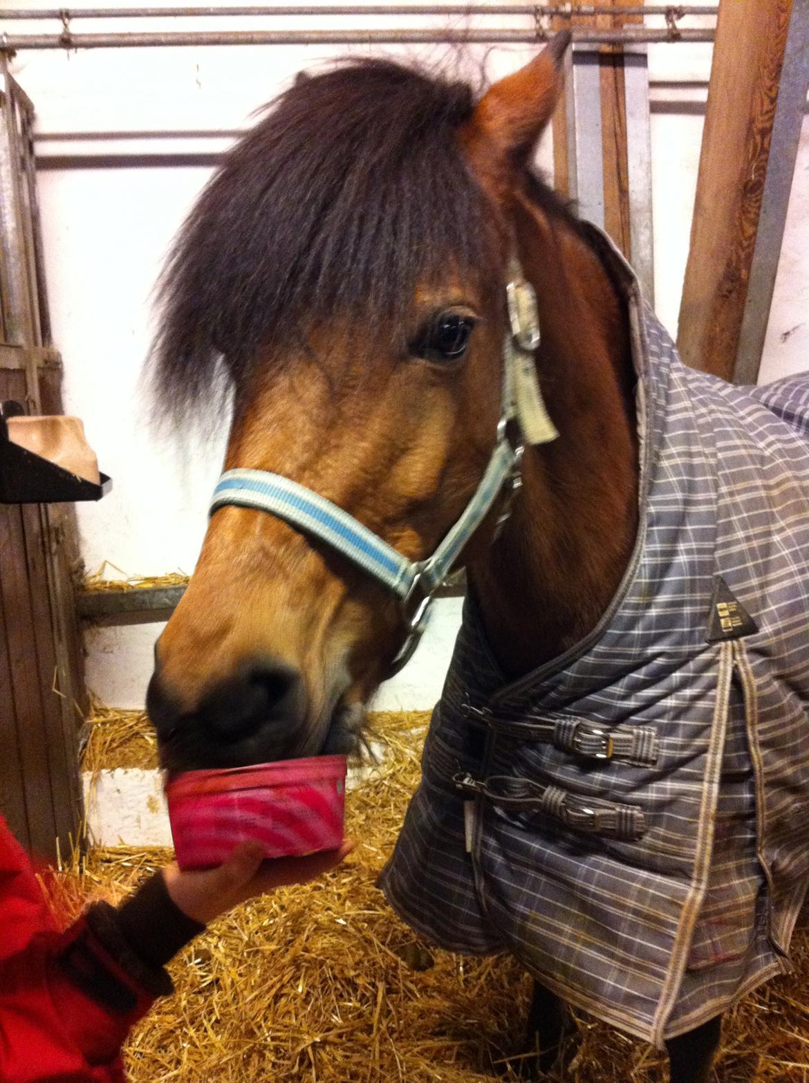 Anden særlig race Freja billede 7