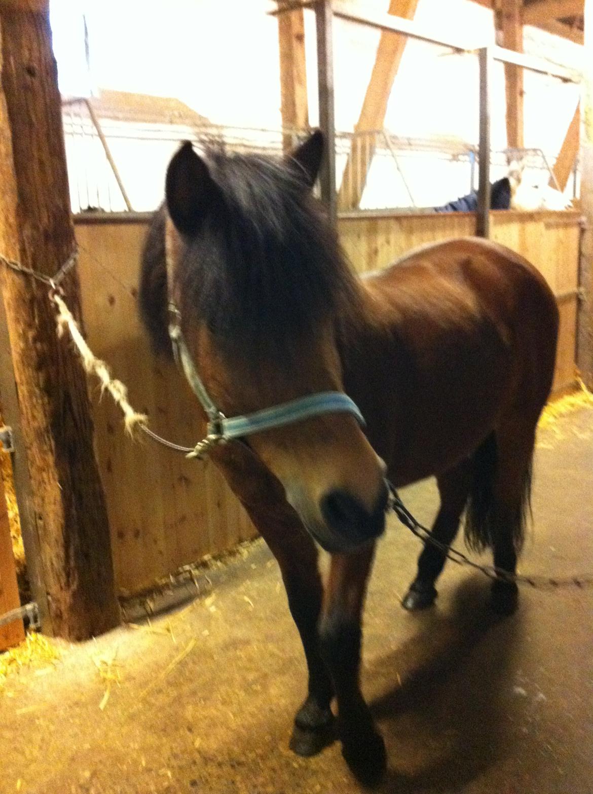 Anden særlig race Freja billede 8