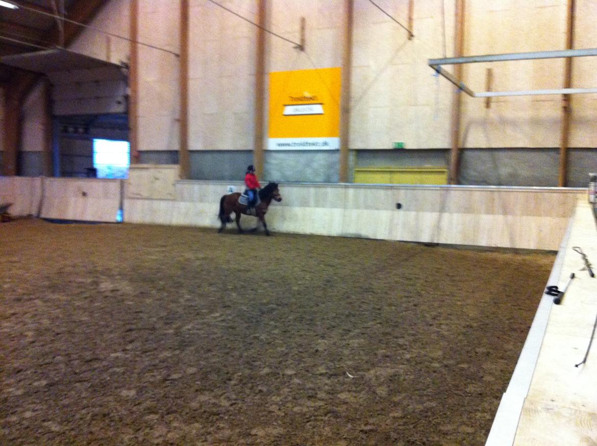 Anden særlig race Freja billede 9