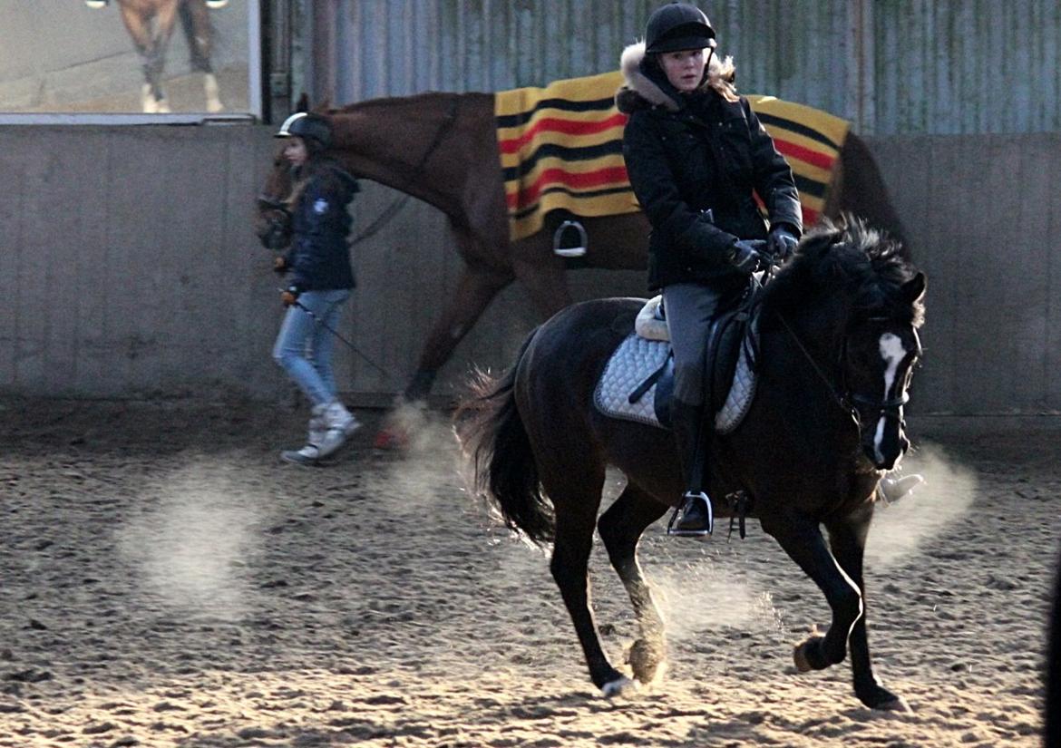 Anden særlig race Shotterfly Honey Tidl. Hest billede 11