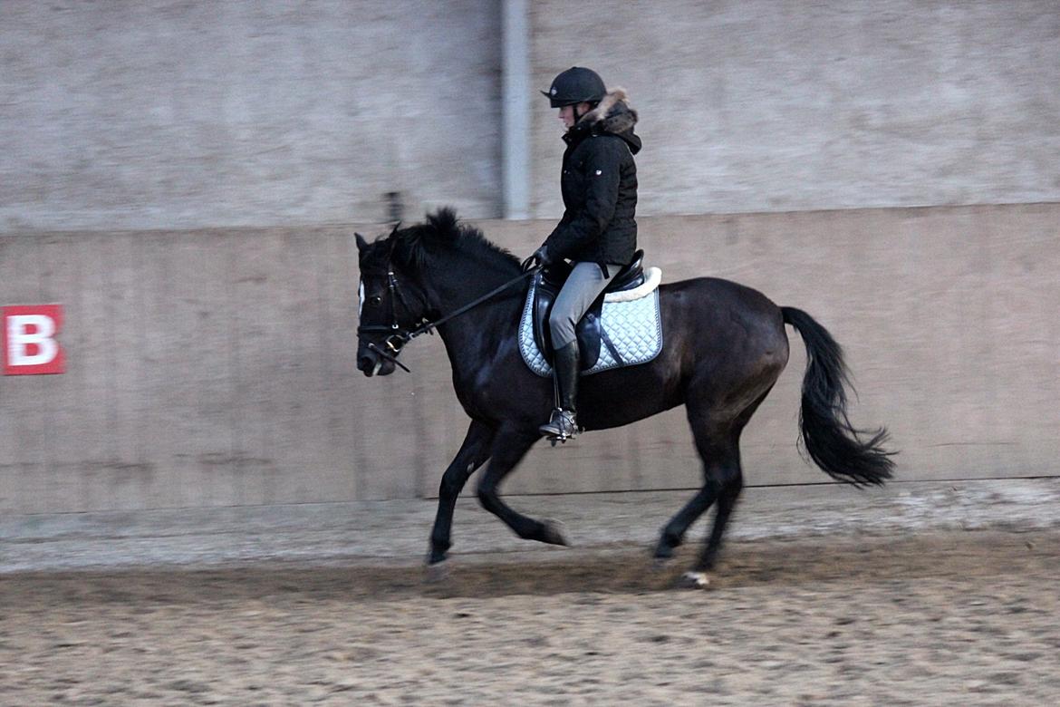 Anden særlig race Shotterfly Honey Tidl. Hest billede 9