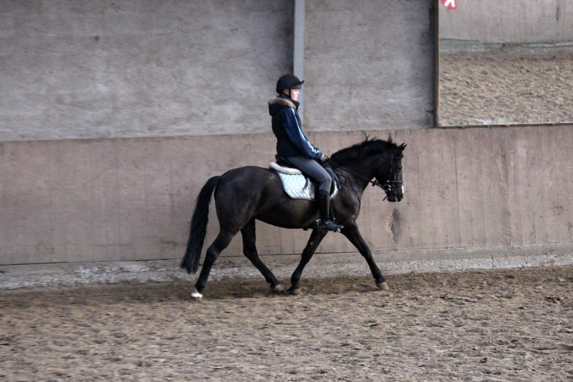 Anden særlig race Shotterfly Honey Tidl. Hest billede 1