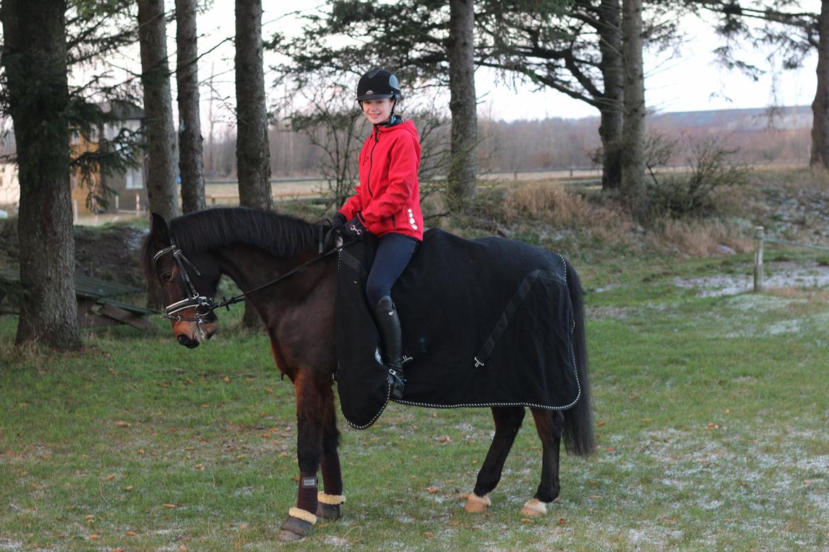 DSP Okay Charlie * Regionsmester 2013* - Min smukke pony efter en uges pause. 
Januar 2013. <3 billede 14