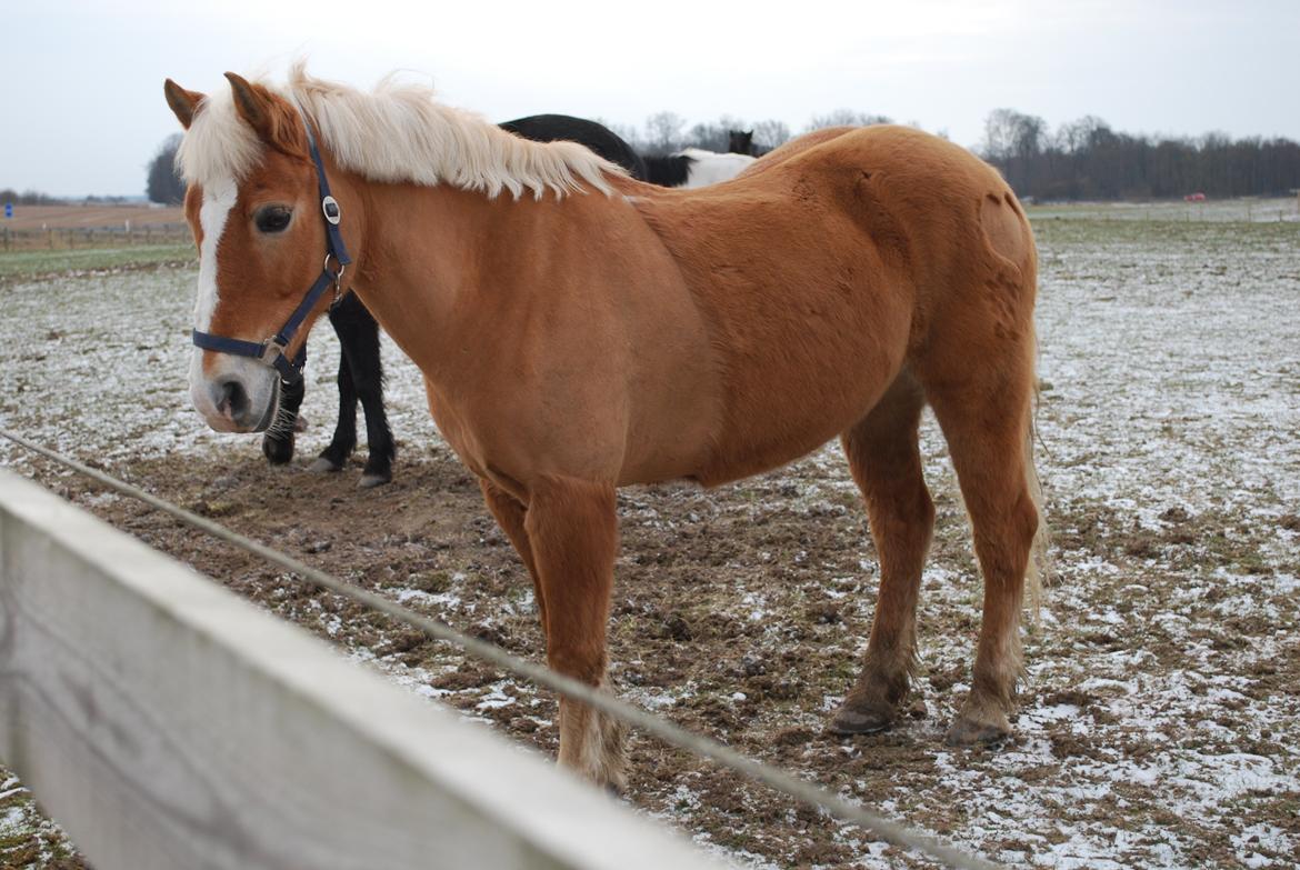 Haflinger Sissi - Sød, sødere, Sissi<3<3 billede 19