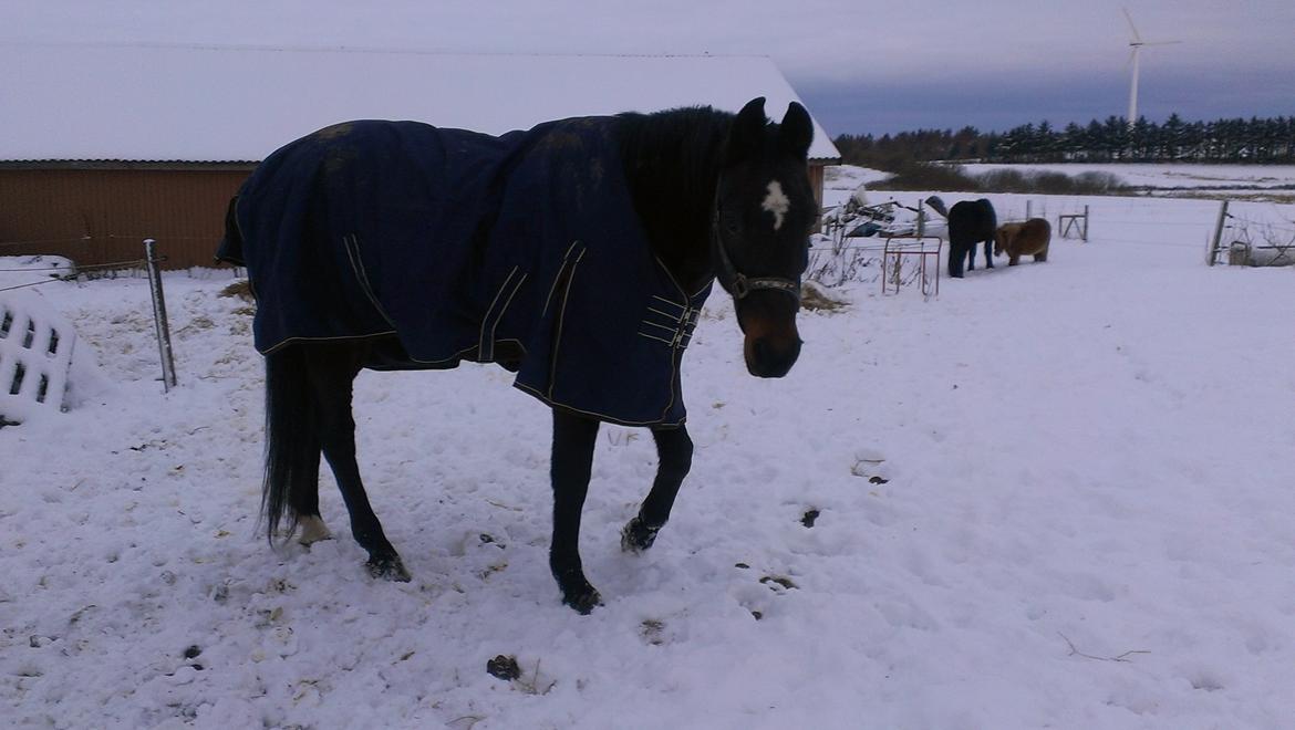 Traver pargo billede 1