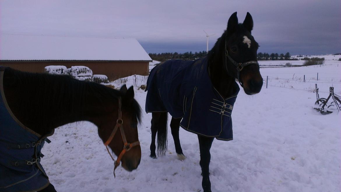 Traver pargo billede 2