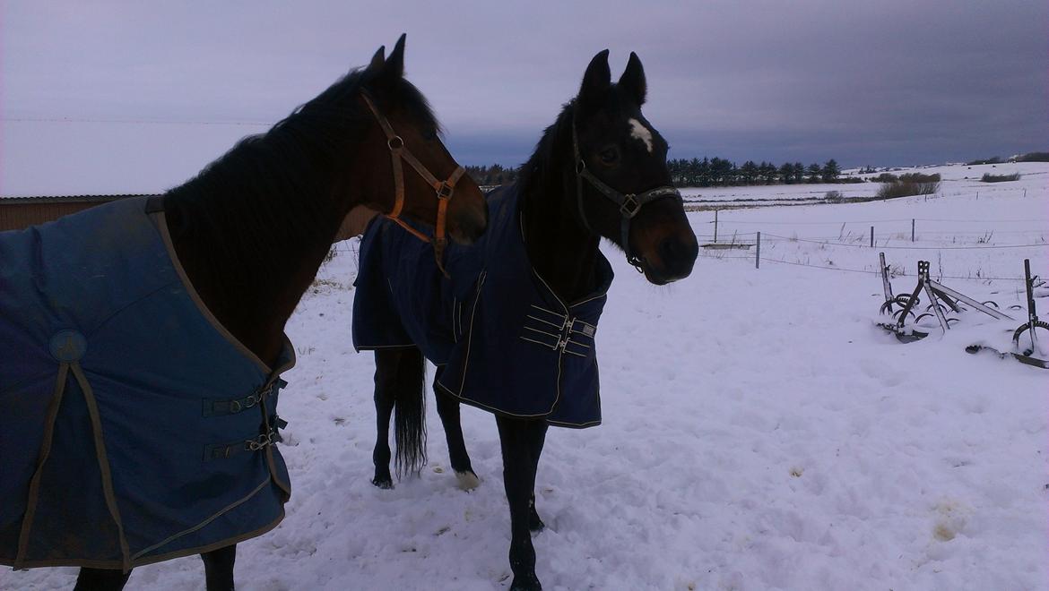 Traver pargo billede 3