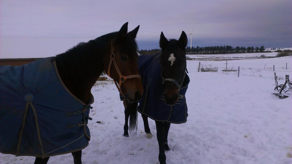 Traver pargo billede 4