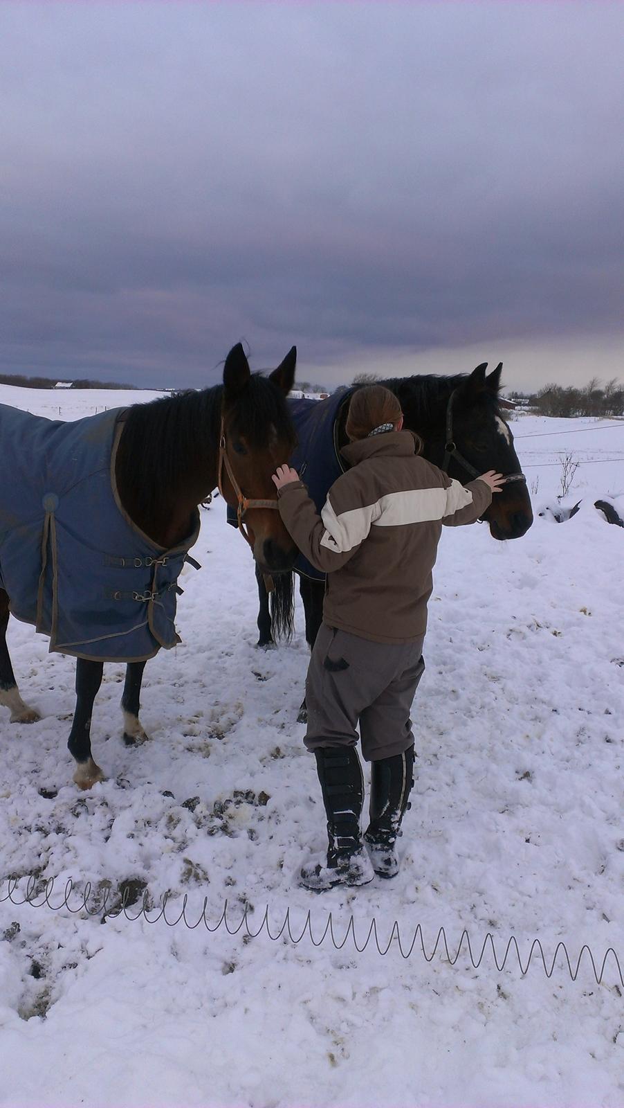 Traver pargo billede 5