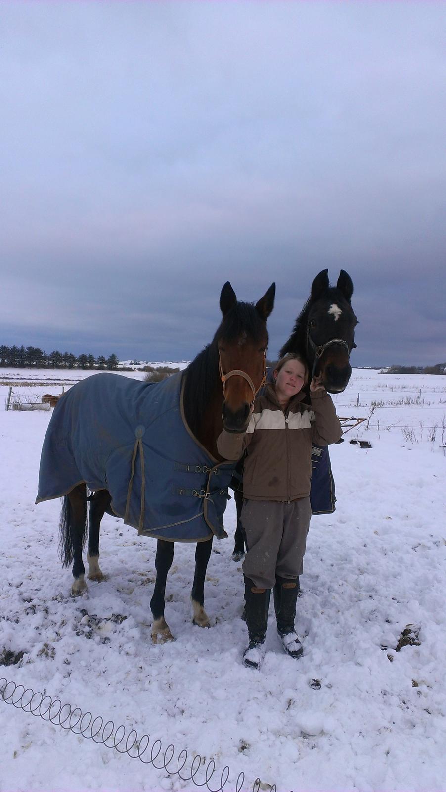 Traver pargo billede 6