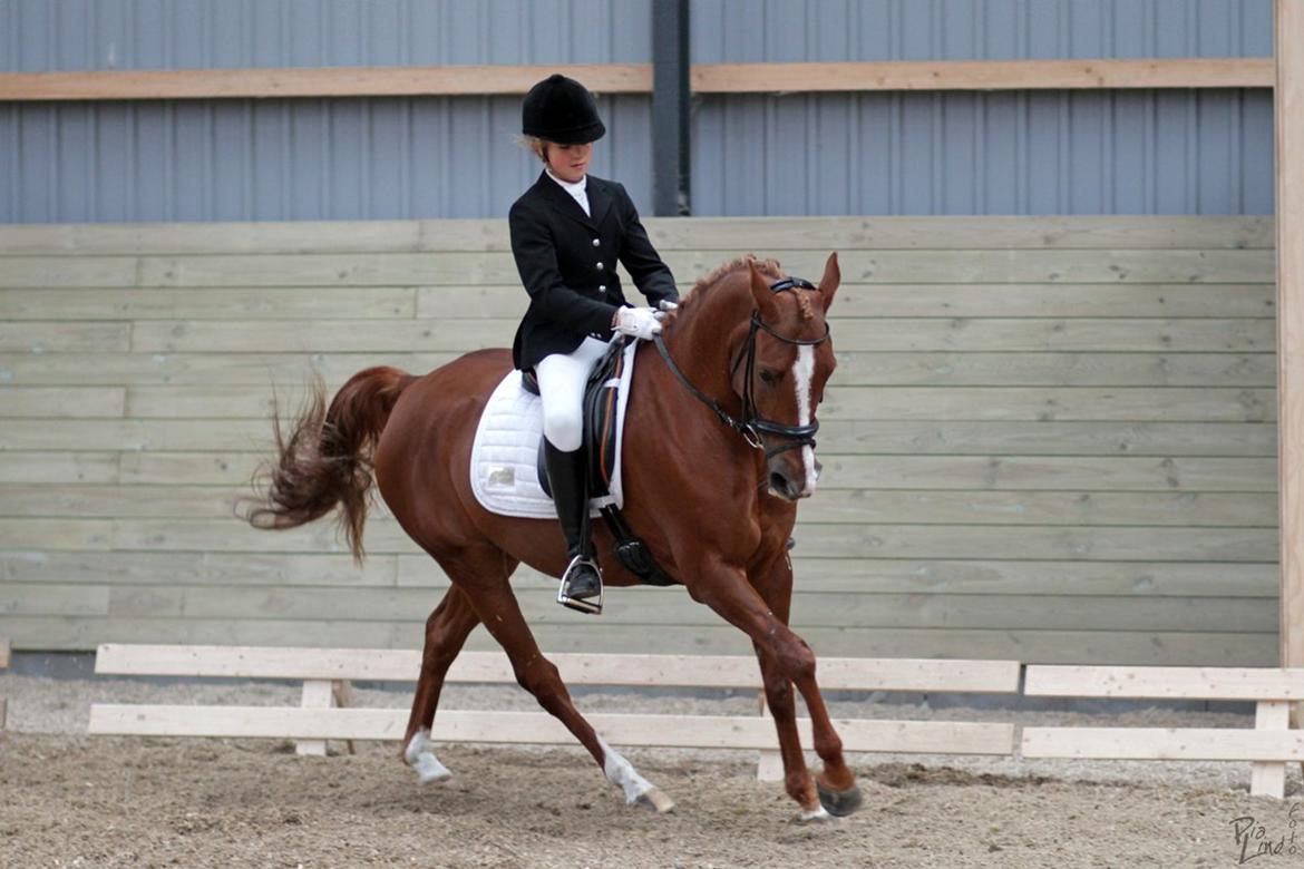 Anden særlig race Chico B-pony - Heslegård rideklub - November 2012 LA1 billede 3