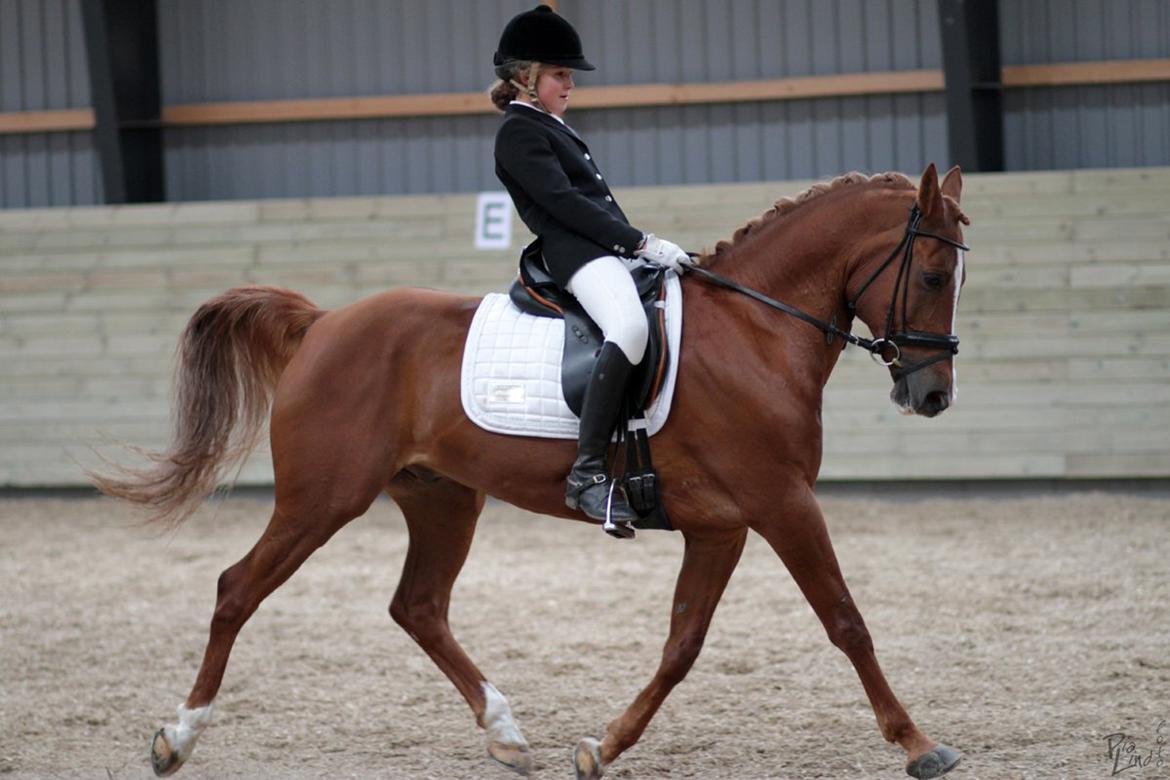 Anden særlig race Chico B-pony - Chico er såå dejlig! <3 billede 12