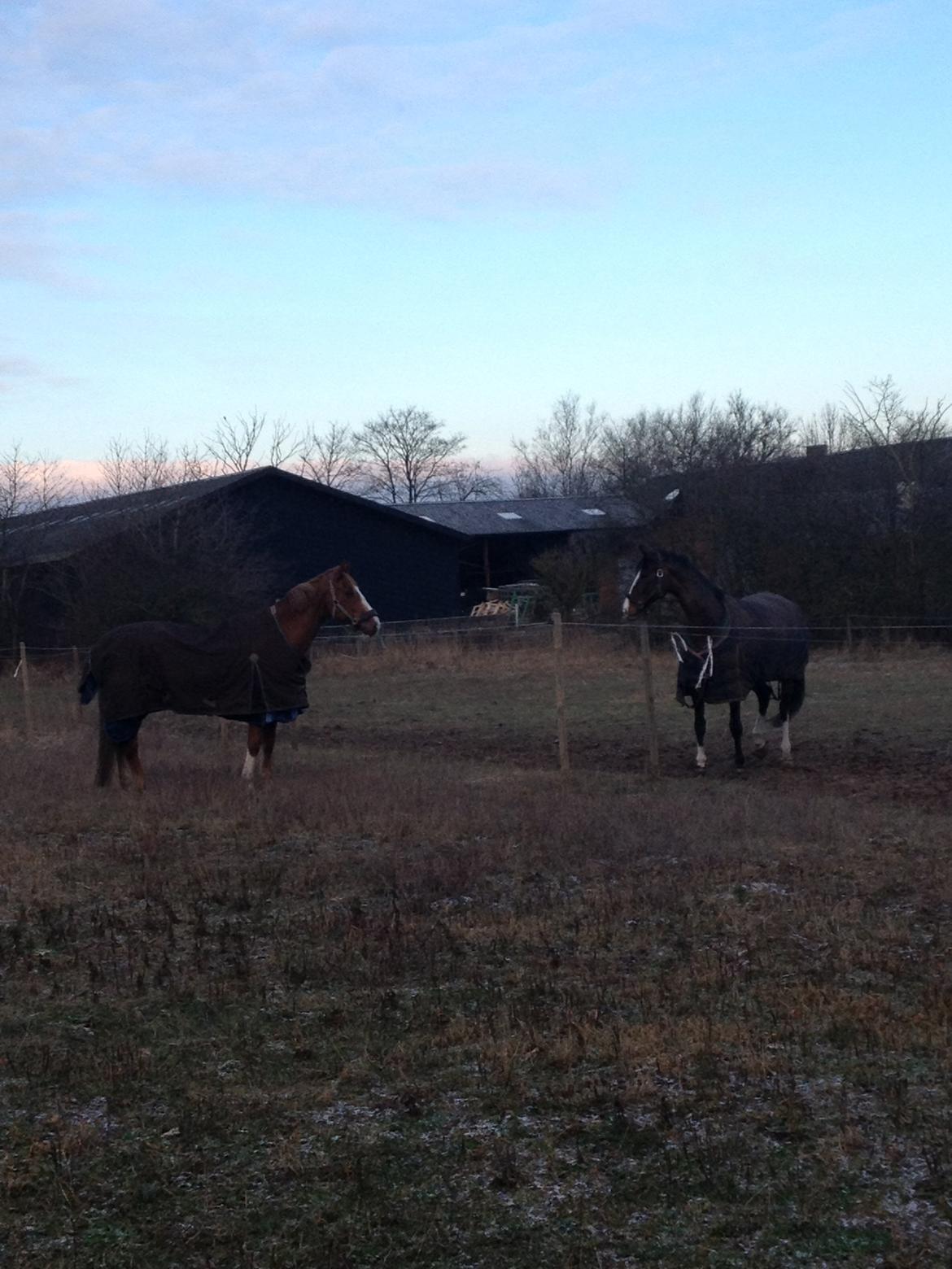 Engelsk Varmblod Edward - Første dag på fold da han lige var kommet med han's nye ven Alijanau :-) billede 3