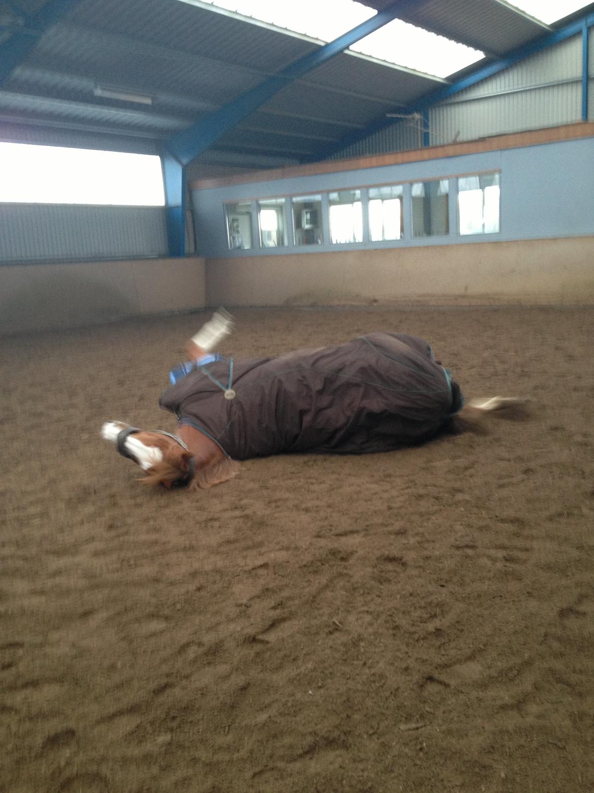 Engelsk Varmblod Edward - Ruller sig, hihi :-) billede 2