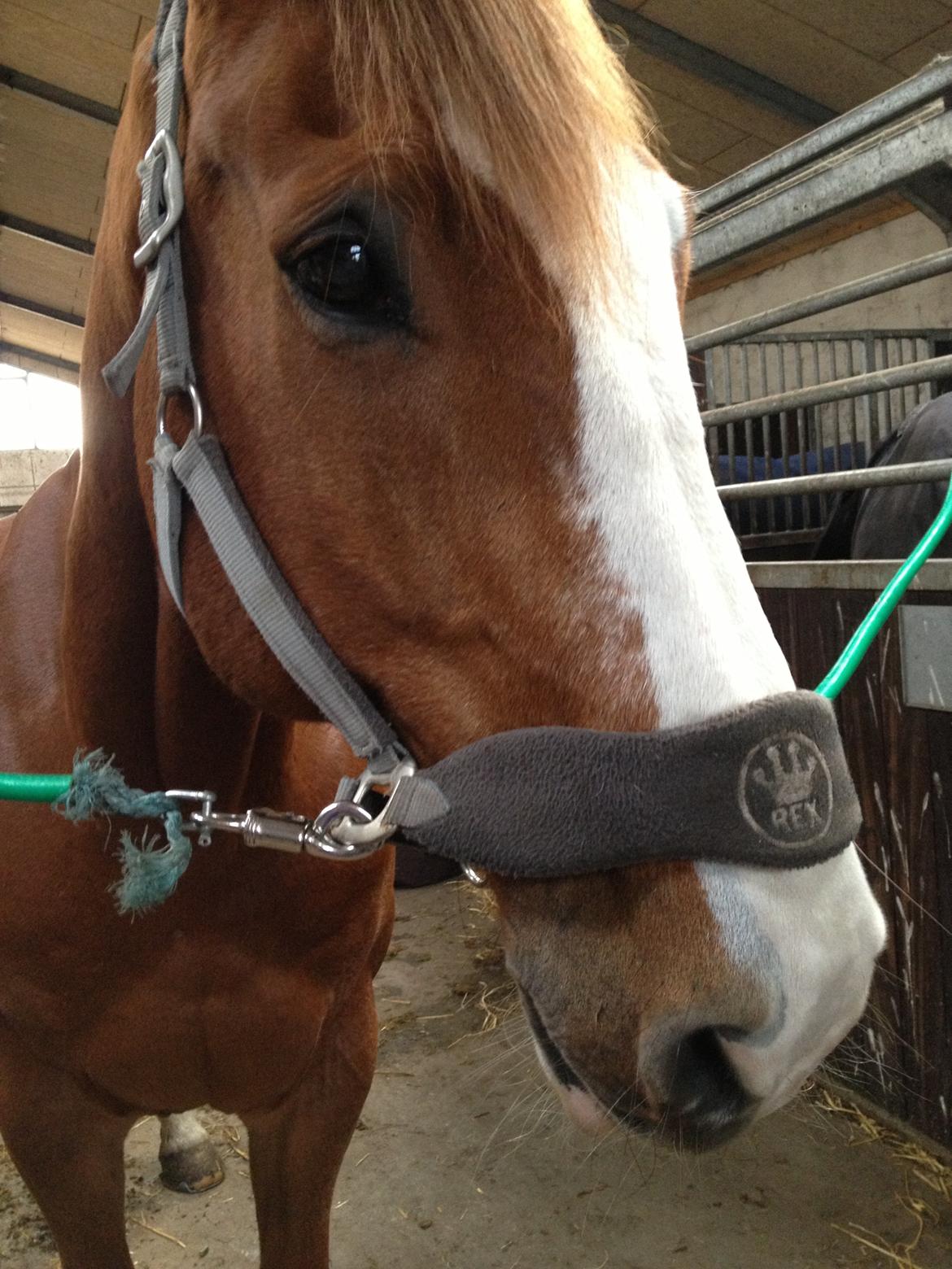 Engelsk Varmblod Edward - Min prins! <3 billede 1