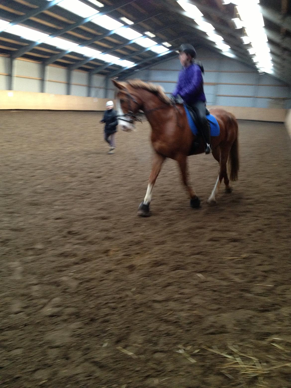 Engelsk Varmblod Edward - Undskyld det er så slørret! billede 4