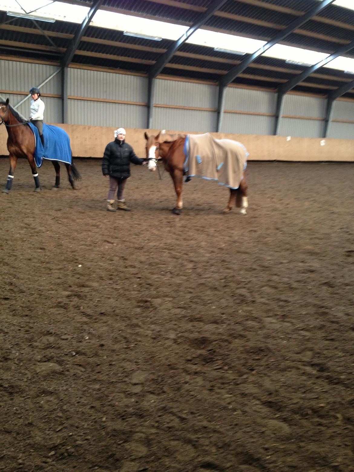 Engelsk Varmblod Edward - Da jeg skulle op :-) billede 5