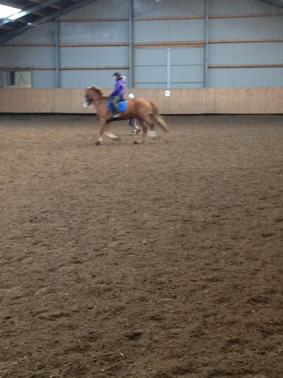 Engelsk Varmblod Edward - Meget slørret! :-) billede 6