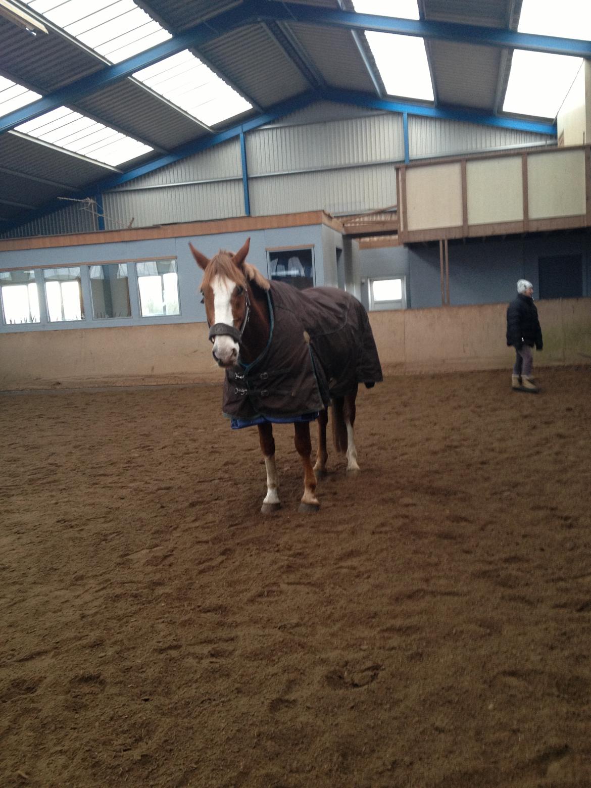 Engelsk Varmblod Edward - Står og dovner, hehe :-) billede 7