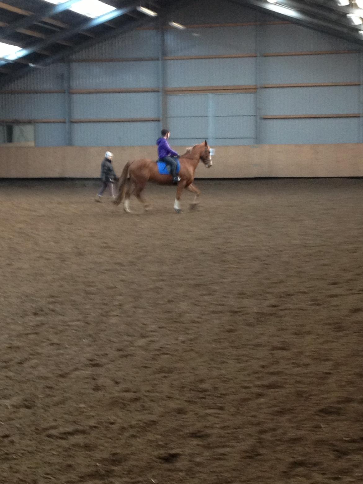 Engelsk Varmblod Edward - Han er såå lækker! :-) - Undskyld slørrelsen!  billede 8