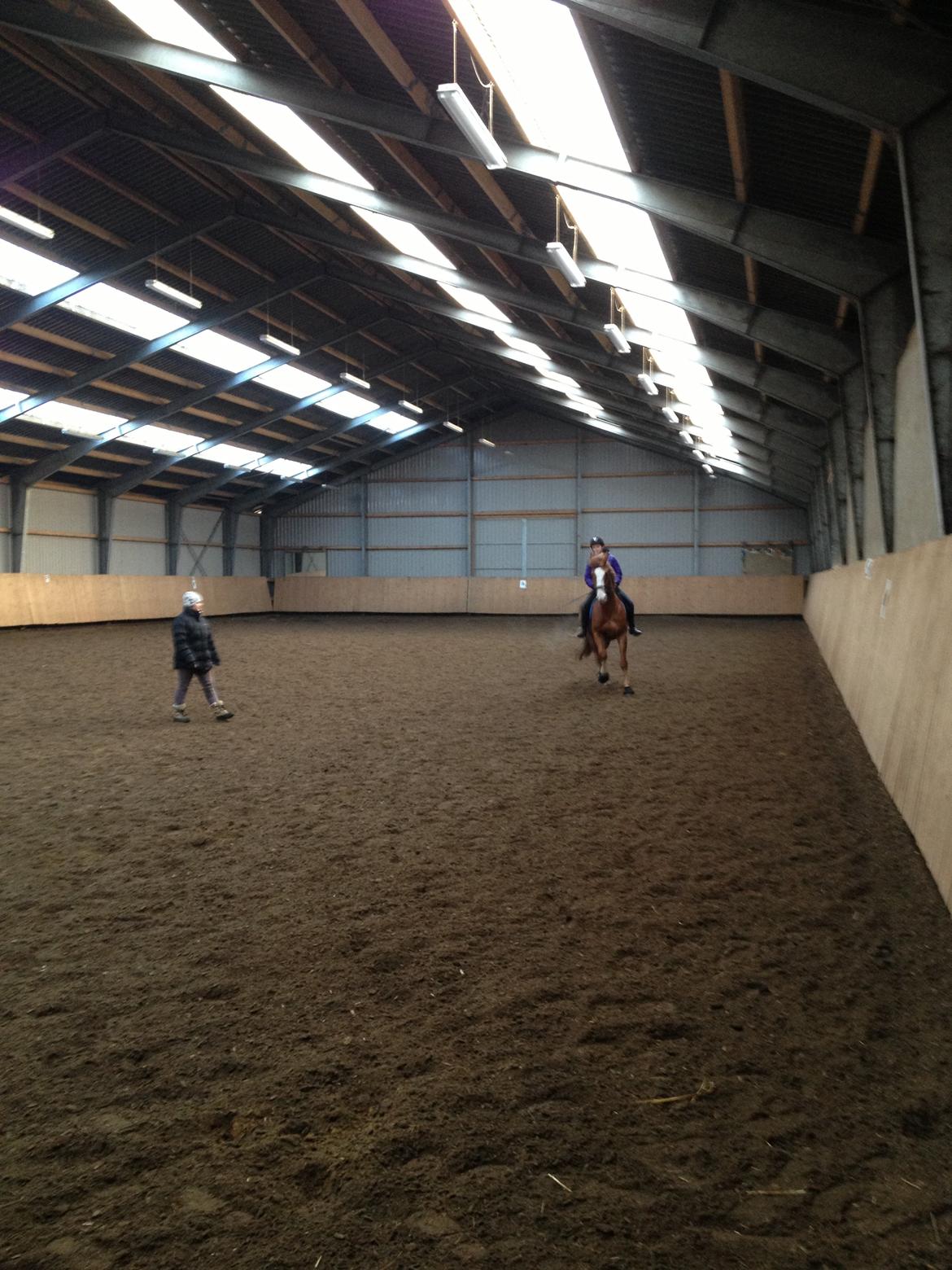 Engelsk Varmblod Edward - <3 billede 9