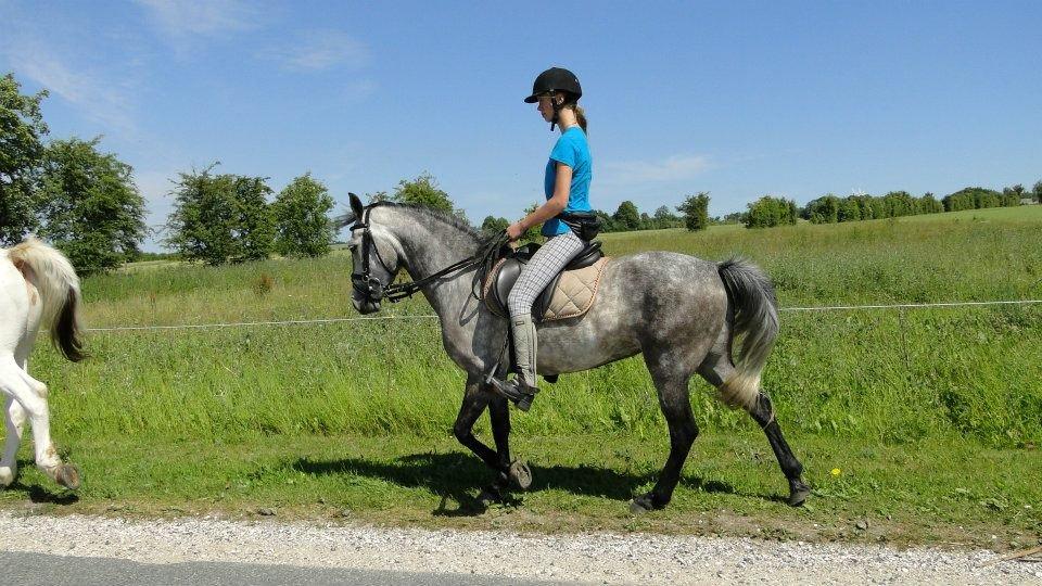 Anden særlig race Karisma  - Tur ridning billede 16