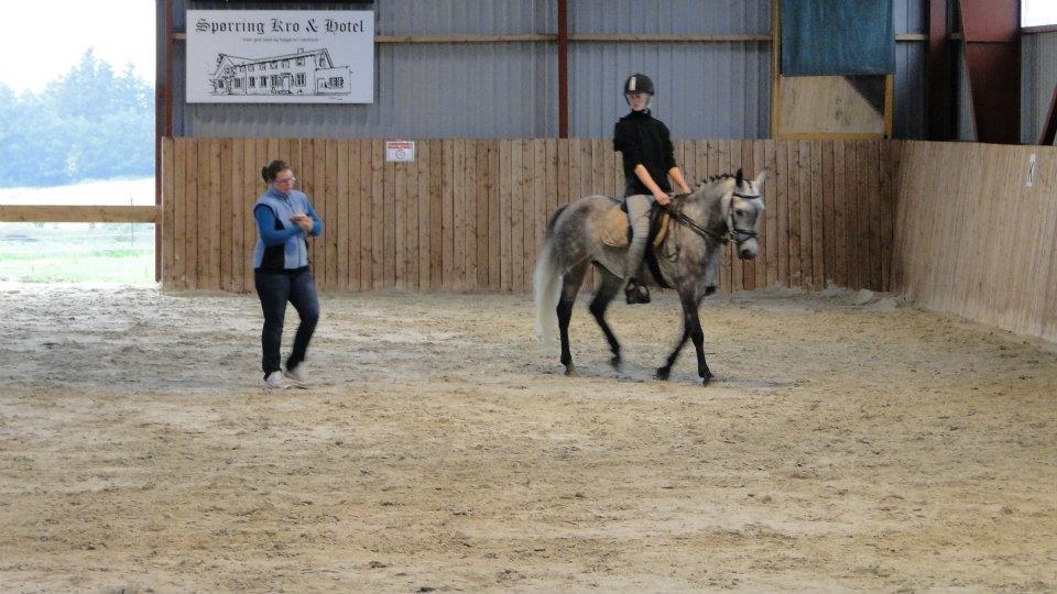 Anden særlig race Karisma  - Dressur undervisning billede 17