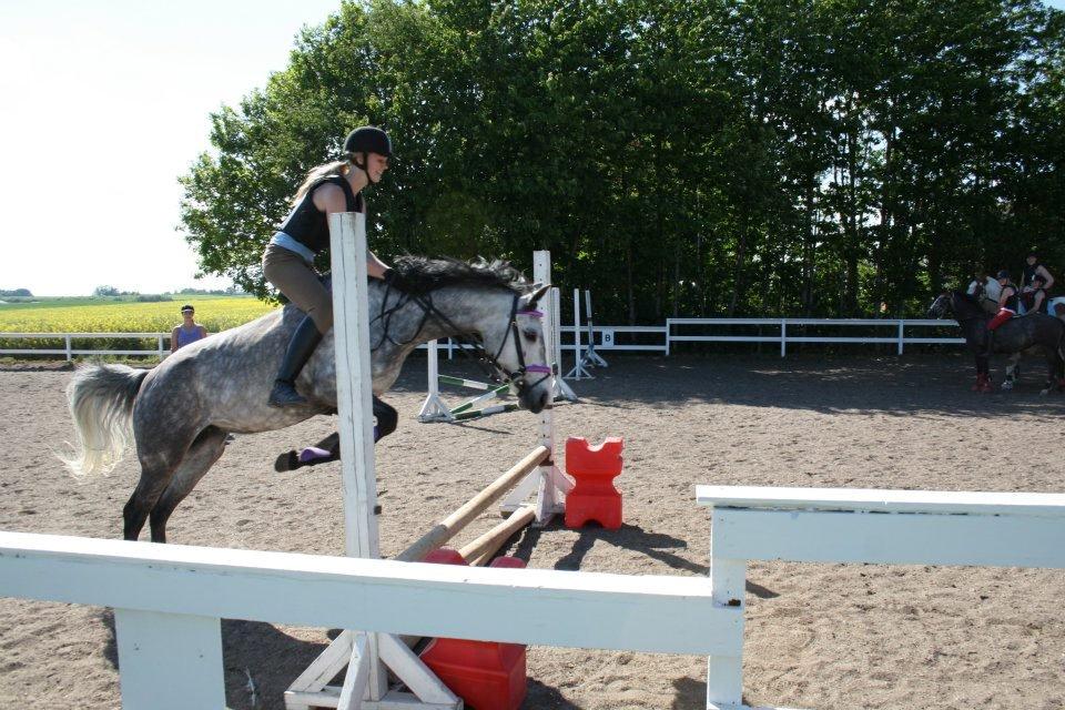 Anden særlig race Karisma  - Spring uden sadel billede 18